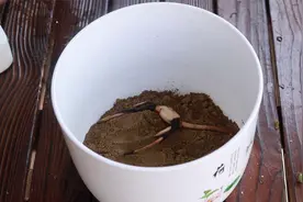 碗莲种藕栽种方法，简单几步，一看就会视频封面