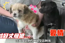 流浪狗为了见伴侣，跑去讨好“丈母娘”，连狗都懂得的道理啊视频封面