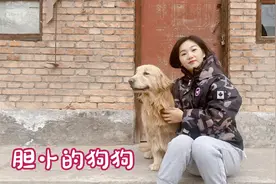 粉丝答疑：狗狗胆小害怕人？佳佳教你怎么调节，护卫犬不是宠物狗视频封面