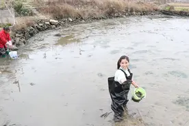 小北要花7000买下的鱼塘干了，阿芝跟婆婆去捡漏，几分钟就捡一桶视频封面