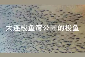 来看看大连梭鱼湾公园春柳河里的梭鱼有多少...？视频封面