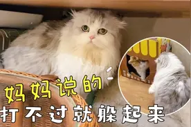 手贱小猫频频挑衅老实大猫，结果惨遭反杀，慌不择路钻桌缝逃命视频封面