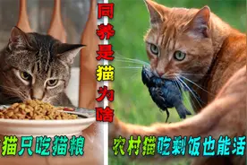 农村猫吃剩饭就能活，城里猫吃猫粮还嫌便宜，为啥它这么挑食？视频封面