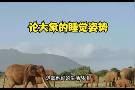 大象到底是怎么睡觉的？看大象睡觉姿势是如何养成的。视频封面