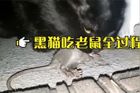 EP.02老鼠奋力挣脱还是被黑猫吃掉场面血腥重口味不喜勿点视频封面