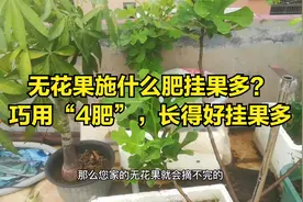 无花果施什么肥挂果多？巧用“4肥”，长得好挂果多视频封面