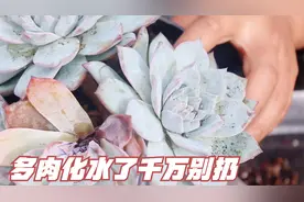 多肉化水千万别扔，记住这个小方法，学会新手也能解决多肉化水视频封面