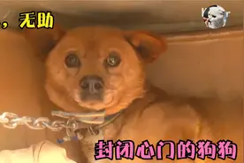 因好友离去狗狗封闭心门，不肯主人靠近，训犬师帮它打开心结视频封面