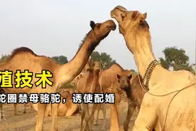 公骆驼恋爱很是暴躁，强行围堵母骆驼和她配婚视频封面