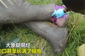 大象腿受伤腐烂，没想到伤口里面长满了蛆虫，印度小哥及时救援视频封面