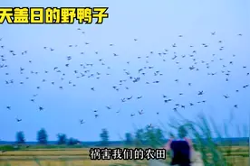 东北稻田地野鸭子泛滥成灾，遮天盖日吓人，小伙用二踢脚轰跑它们