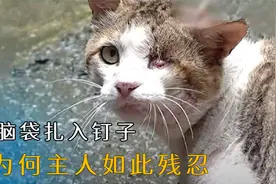 流浪猫遭受主人残忍对待，见人就跑，人性太可怕了！视频封面