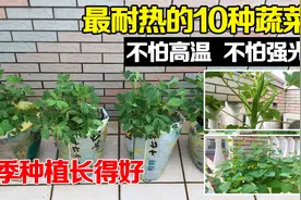 最耐热的10种蔬菜，不怕强光、不怕高温，夏天播种也能长得好！视频封面