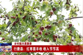 乡村振兴果飘香——行唐县：红枣喜丰收 收入节节高视频封面