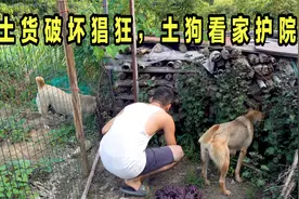 土货破坏小院猖狂，白天出来搞破坏，土狗看家护院就是干！视频封面
