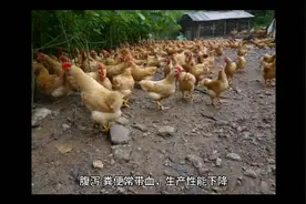 蛋鸡拉西红柿粪便是什么原因 鸡拉西红柿便怎么办视频封面
