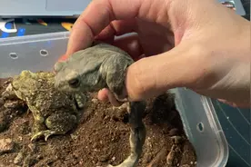 侥幸存活的中华大蟾蜍视频封面