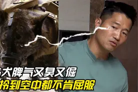 珍岛犬攻击性爆棚，差点咬掉工作人员手指，训犬师都直言无法训练