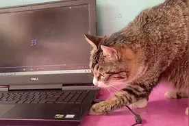 猫叫声的正确用法：把小奶猫叫声录进电脑，看猫妈妈什么反应！视频封面