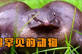 非常罕见的动物！你见过长着猪鼻，浑身紫色的青蛙吗？