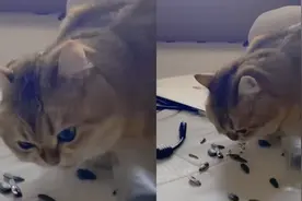 1岁小猫咪嗑瓜子，还能把壳吐出来！主人：它第一次吃，挺惊讶的视频封面