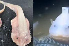 现场曝光！日本8336米深海发现怪鱼 一上岸就瞬间化成“啫喱状”视频封面