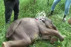 小象后续来了！在医护人员的照顾下，小象日渐康复！视频封面