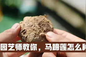 马蹄莲是世界上著名的切花，园艺师教你，买回家的马蹄莲怎么种视频封面