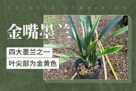 金嘴墨兰——四大墨兰之一，叶尖部为金黄色视频封面