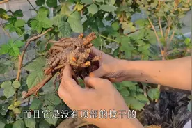 芍药要在秋天种，掌握“技巧”长根快，所以别“盲目”视频封面