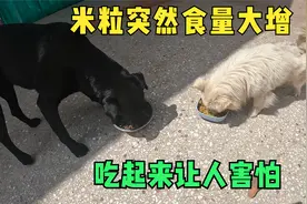 收养的米粒突然食量大增，是高血糖引起的吗？决定明天咨询下医生视频封面