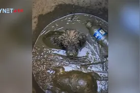 狗狗掉进化粪池奄奄一息 好心女子忍臭救起抱回家洗干净视频封面
