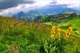 只要想起一生中后悔的事，梅花便落满了南山。视频封面