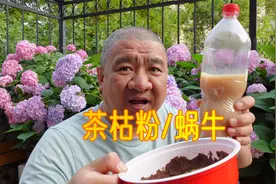灭蜗牛用“茶枯粉”效果怎么样？我做了个实验，看看结果吧！视频封面
