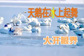 天鹅在冰上起舞 大开眼界视频封面