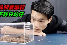 狼蛛深夜卵囊爆裂，成功繁殖出幼仔，数量高达上百只