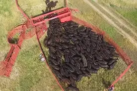 美国安格斯牛牧场，难怪牛肉便宜视频封面