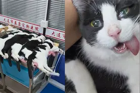 流浪猫被绝育后躺成一排，舌头耷拉在外眼含泪水，模样心酸又好笑视频封面