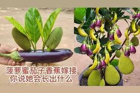 菠萝蜜跟茄子香蕉嫁接，你说她会长出什么？视频封面