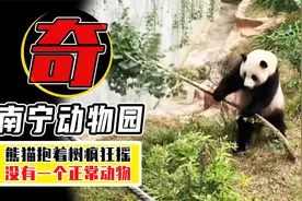 猩猩用翔扔游客，熊猫抱树疯狂晃，南宁动物园动物为何疯癫？视频封面