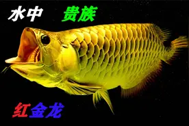 贵如黄金的鱼你们见过么？水中贵族红金龙