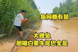 黄河大鲤鱼一网扣到，每网都有鱼，太过瘾了，各种爆网停不下来视频封面