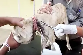 土狗被虐待，脖子残忍的被戴上铁丝，它只能默默的等待死亡视频封面