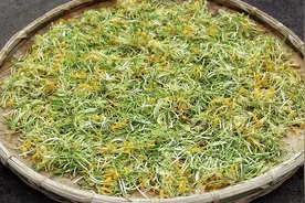 农村小哥给大家提个醒：正确的采摘金银花，晒干不变色的小技巧视频封面