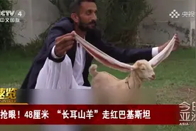抢眼！48厘米长耳朵小山羊 真是不一样的小可爱！视频封面