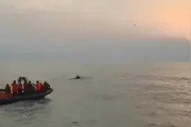 有“鲸”无险！搁浅抹香鲸迎着朝阳重回大海 放归现场曝光视频封面