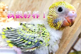 小鹦鹉这样养，亲人快颜色靓，好养活又省心#毕业视频视频封面