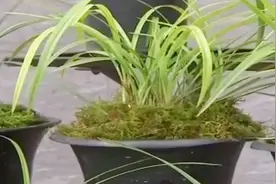 关于盆栽春兰，适合什么样的生长环境？家庭种植需要注意什么？视频封面