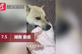 太暖心啦！狗狗主动帮主人“拿”东西，要都要不回来视频封面