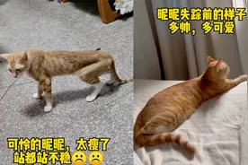 猫咪被困通风管道36天奇迹生还，瘦到皮包骨站不稳：幸好长得胖视频封面